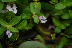 Impatiens rupicola